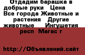 Отдадим барашка в добрые руки › Цена ­ 1 - Все города Животные и растения » Другие животные   . Ингушетия респ.,Магас г.